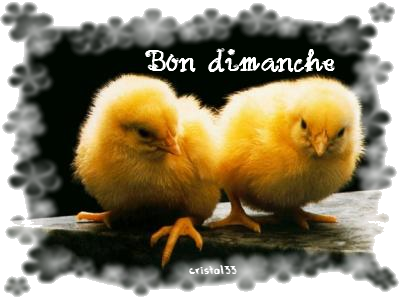 bon dimanche,poussins